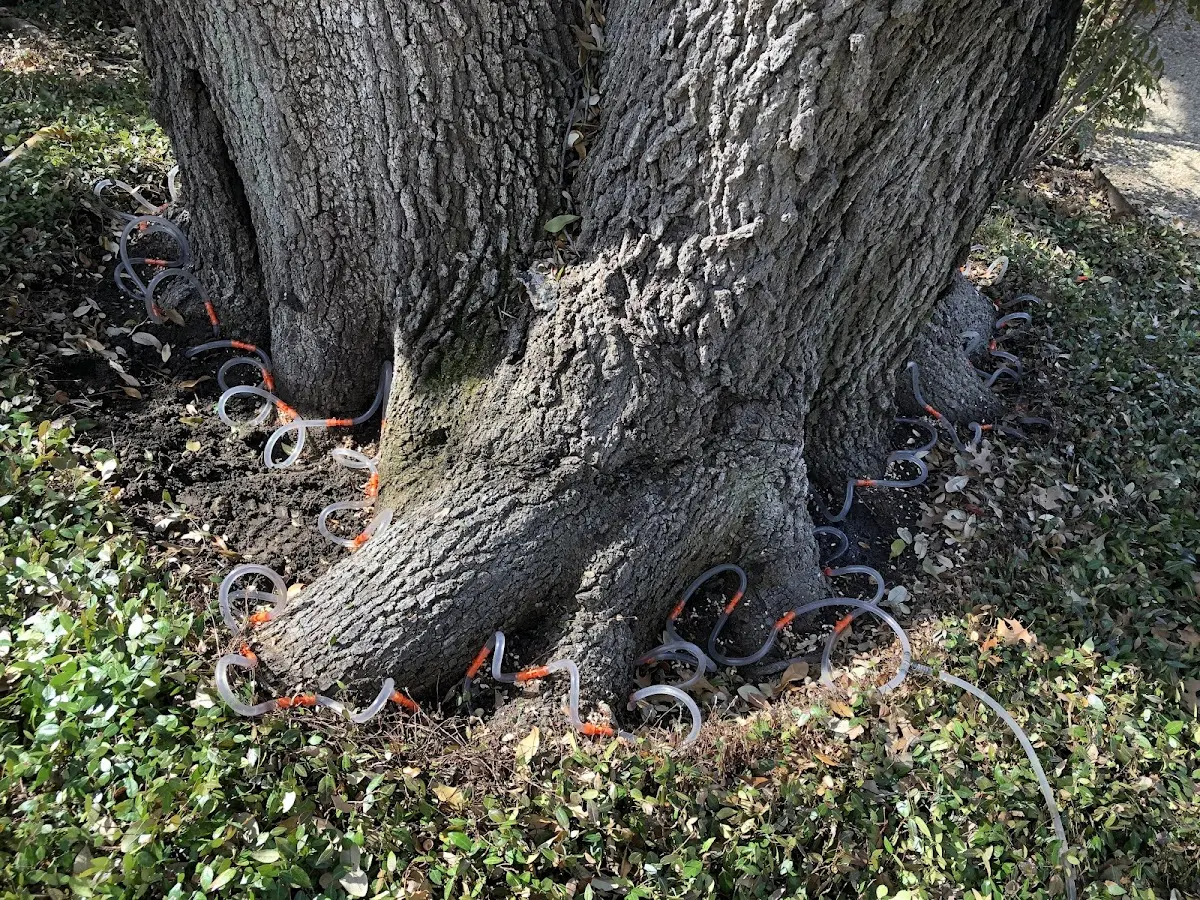 Detailed Tree Cabling and Bracing job site in East Providence