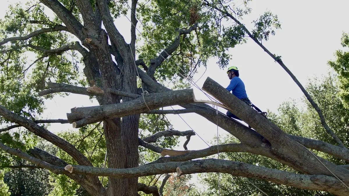 Professional Hazardous Tree Removal performed by certified arborists in East Providence
