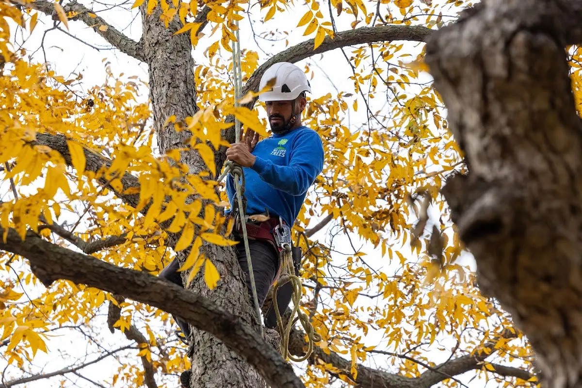Skilled Tree Pruning crew working in East Providence